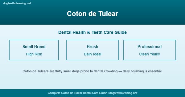 Coton de Tulear teeth cleaning and dental care guide