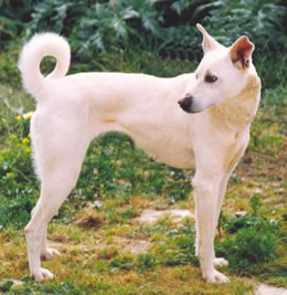 cretan hound teeth