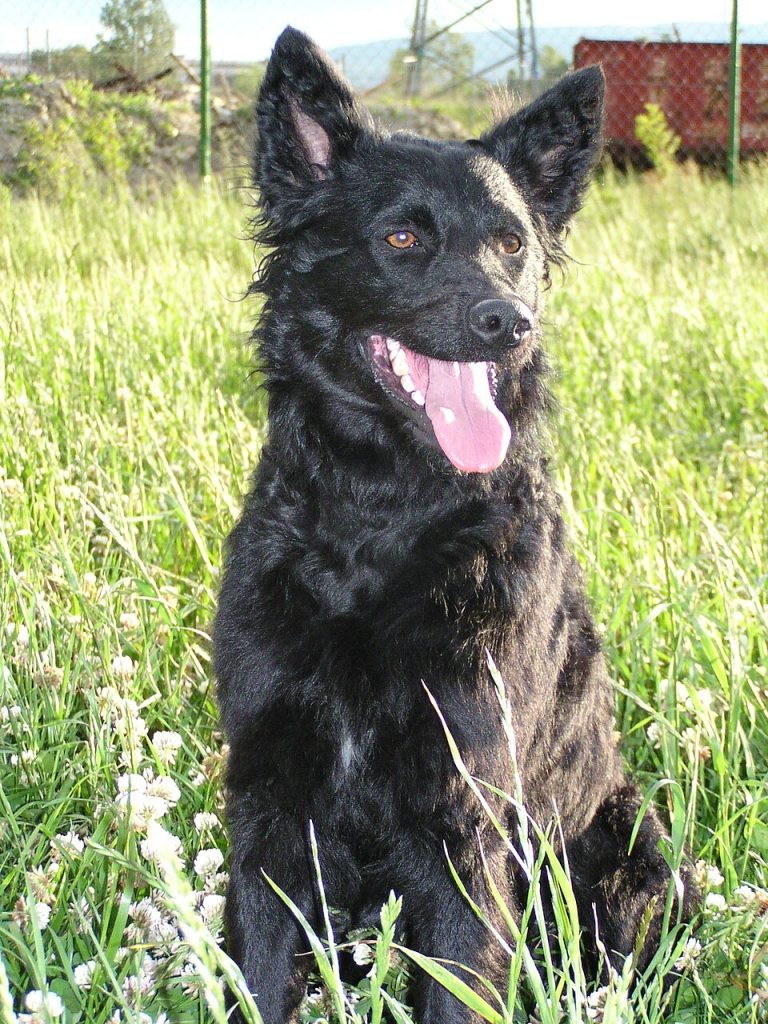 croatian sheepdog teeth