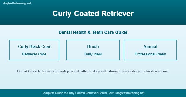 Curly-Coated Retriever teeth cleaning and dental care guide
