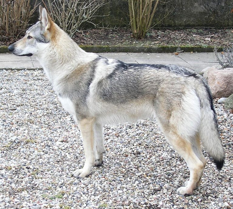 czechoslovakian wolfdog teeth