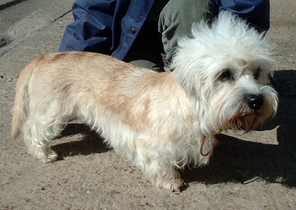 dandie dinmont terrier teeth