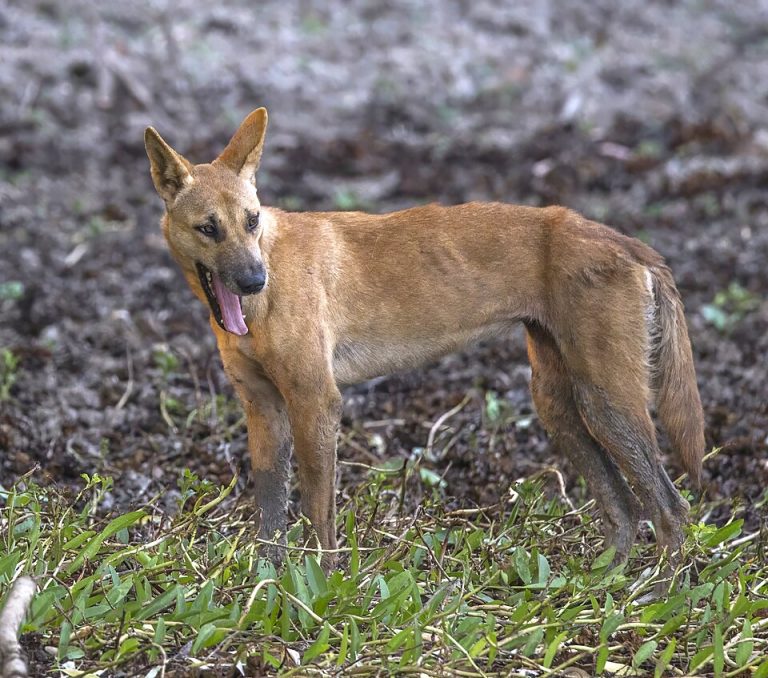 dingo teeth