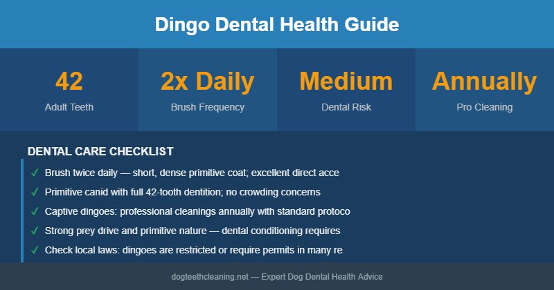 Dingo dental health infographic