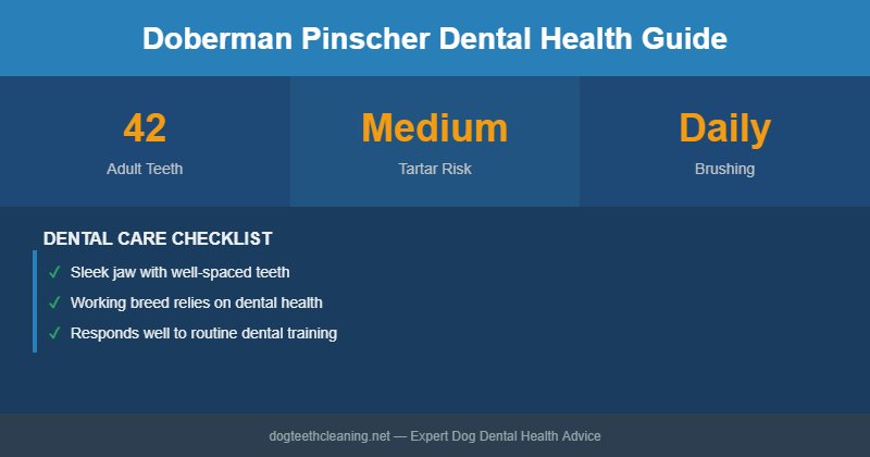 Doberman Pinscher dental health infographic