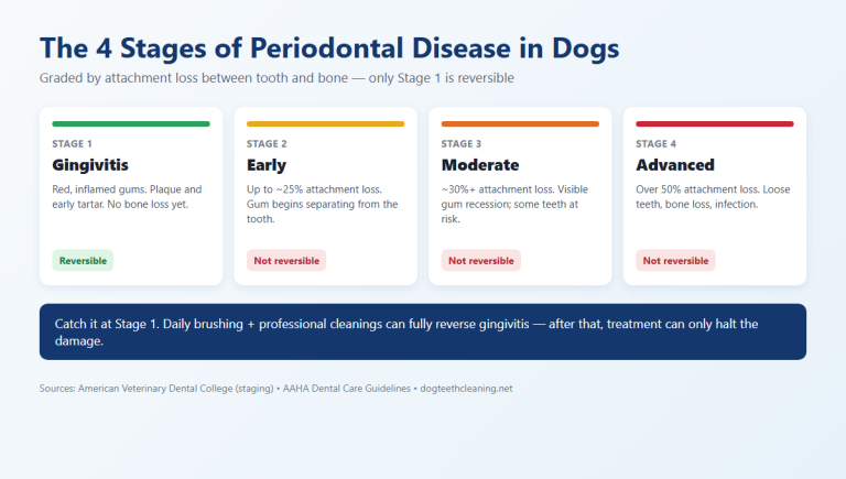 Infographic of the four stages of periodontal disease in dogs: Stage 1 gingivitis (reversible), Stages 2-4 early, moderate and advanced (not reversible).