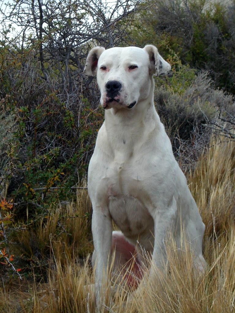 dogo argentino teeth