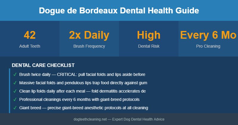 Dogue de Bordeaux dental health infographic