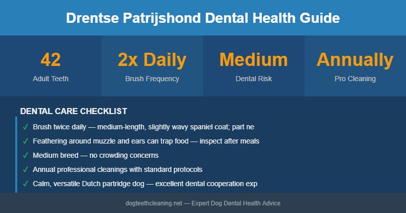 Drentse Patrijshond dental health infographic