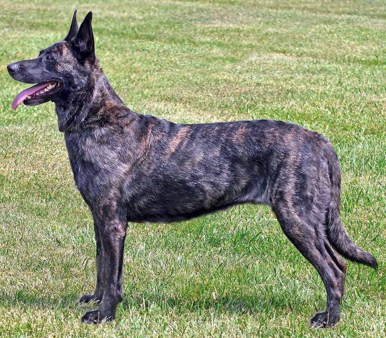 dutch shepherd teeth
