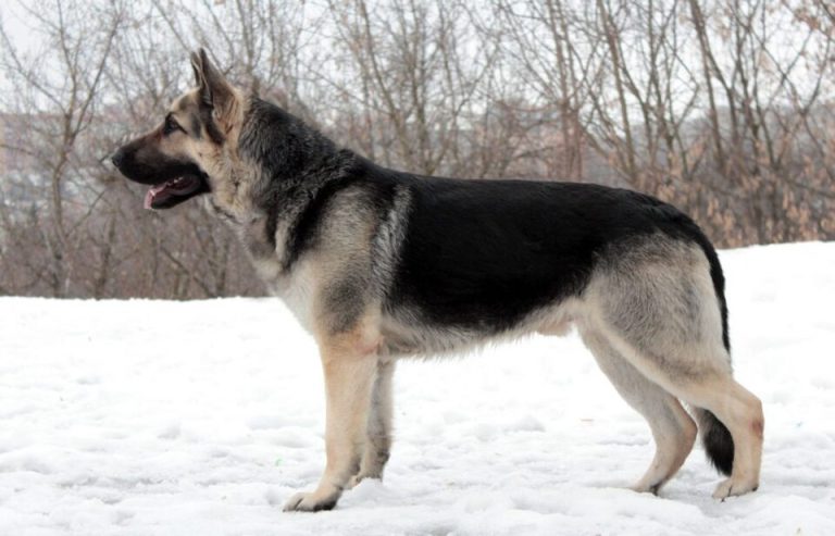 east european shepherd teeth