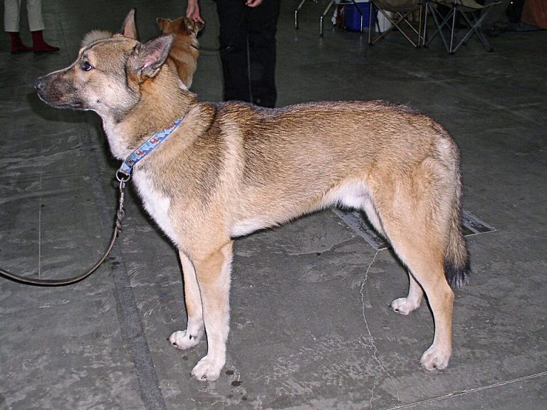 east siberian laika teeth