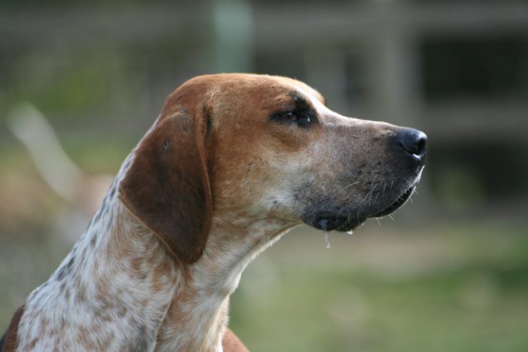 english foxhound teeth