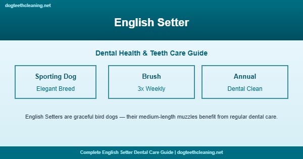 English Setter teeth cleaning and dental care guide