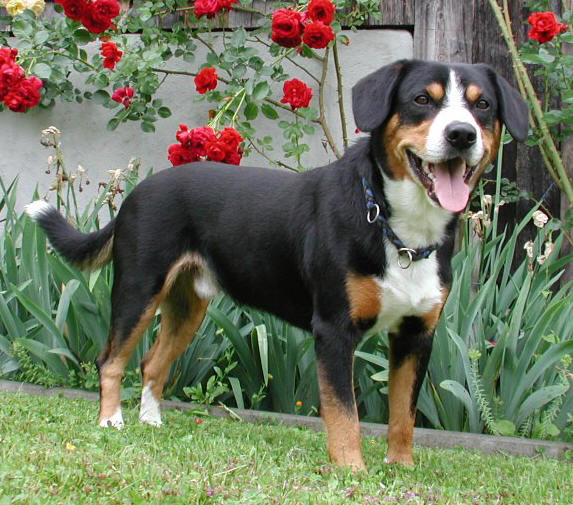 entlebucher mountain dog teeth