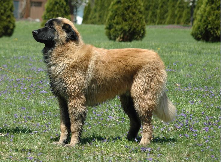 estrela mountain dog teeth