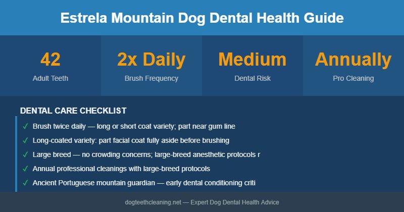 Estrela Mountain Dog dental health infographic