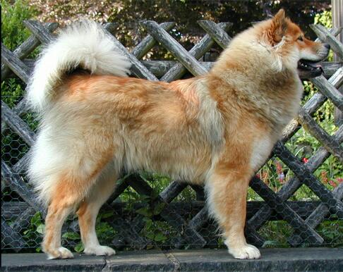 eurasier teeth