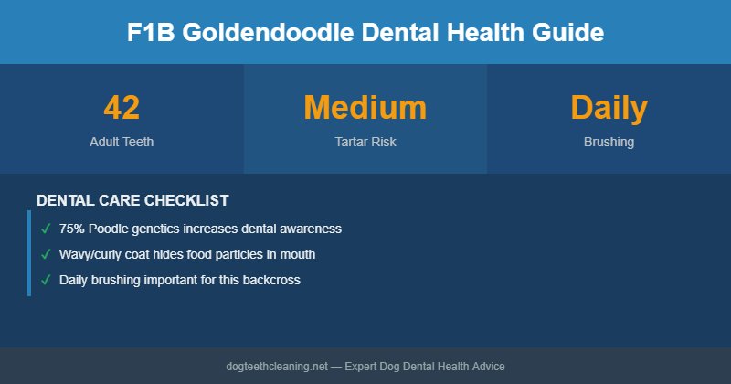 F1B Goldendoodle dental health infographic
