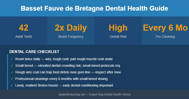Basset Fauve de Bretagne dental health infographic