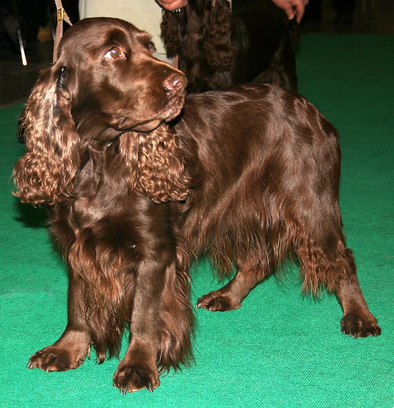 field spaniel teeth