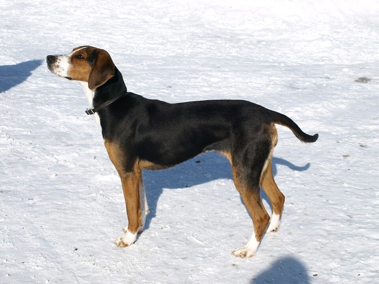 finnish hound teeth