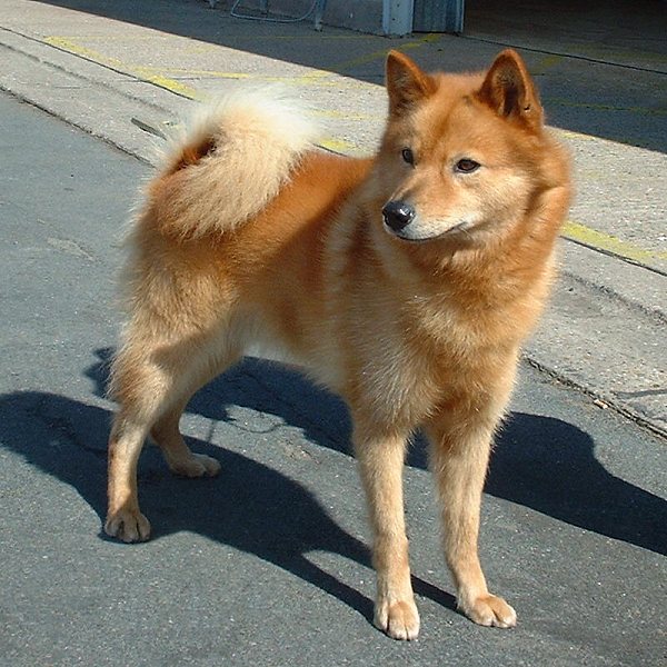 finnish spitz teeth