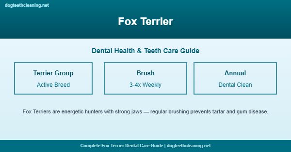 Fox Terrier teeth cleaning and dental care guide
