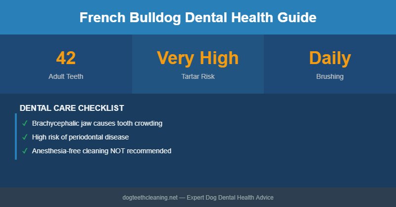 French Bulldog dental health infographic