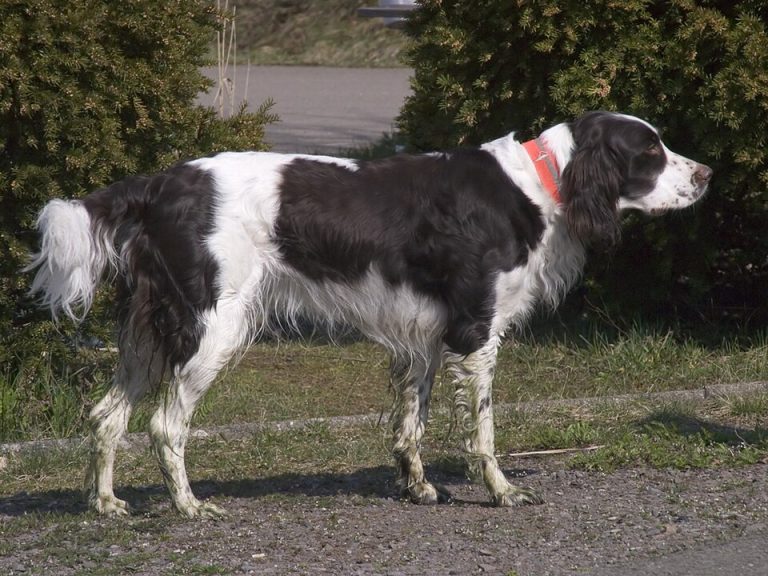 french spaniel teeth
