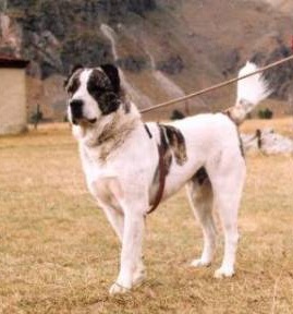 georgian shepherd teeth