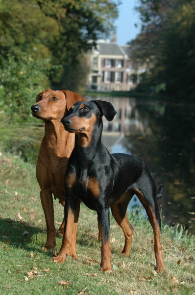 german pinscher teeth