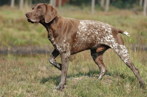 german shorthaired pointer teeth