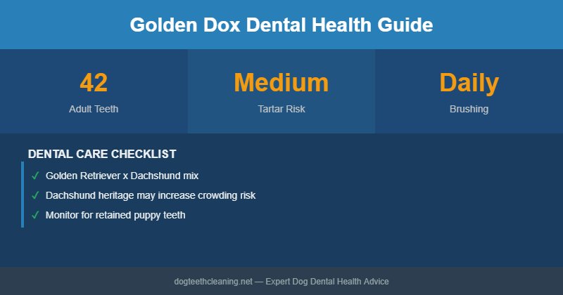 Golden Dox dental health infographic