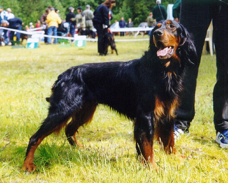 gordon setter teeth