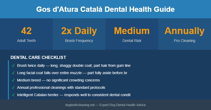 Gos d'Atura Català dental health infographic
