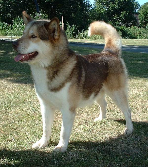 greenland dog teeth