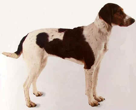 halden hound teeth