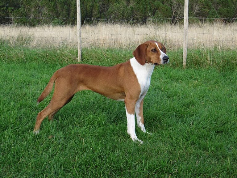 hygen hound teeth
