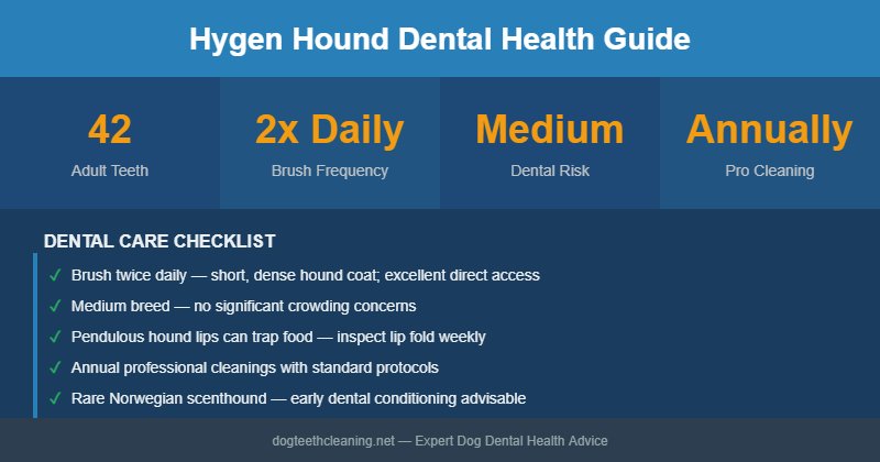 Hygen Hound dental health infographic
