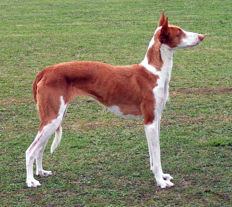 ibizan hound teeth