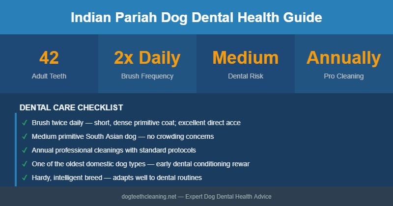 Indian Pariah Dog dental health infographic