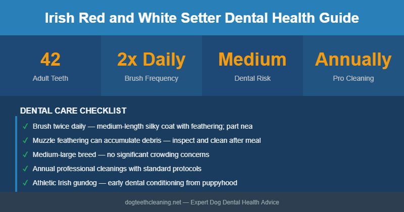 Irish Red and White Setter dental health infographic
