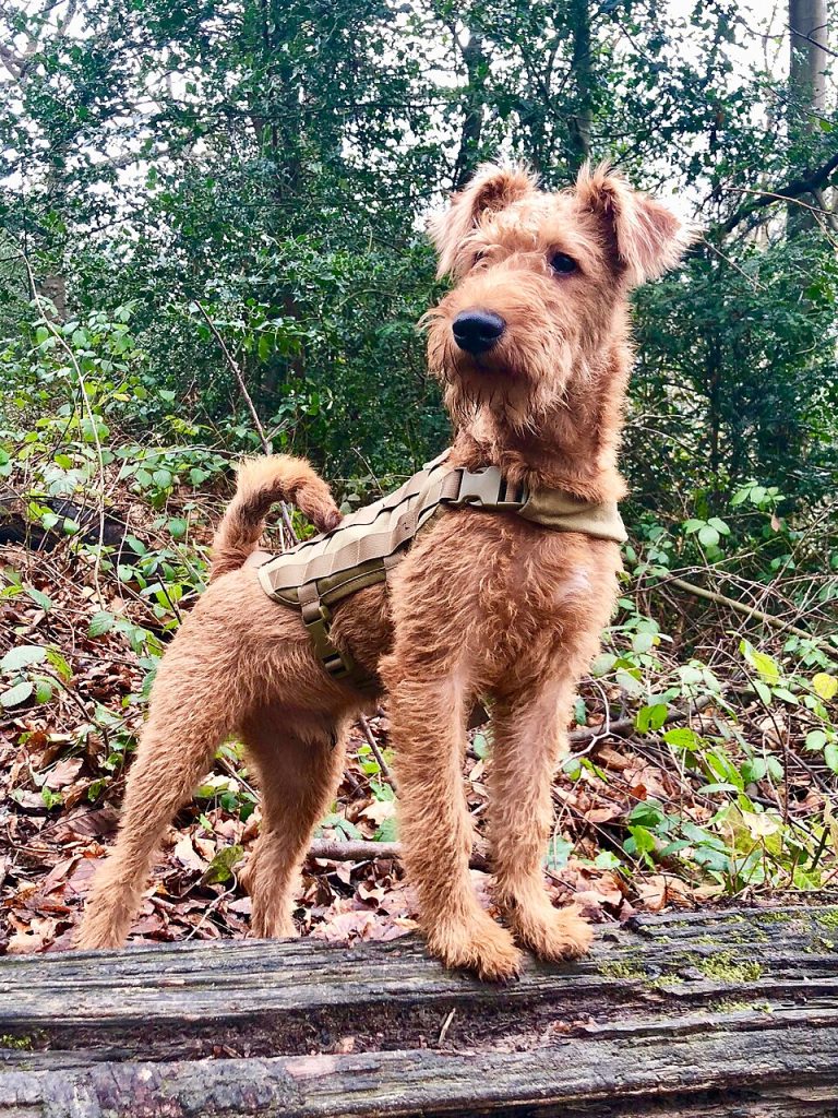 irish terrier teeth