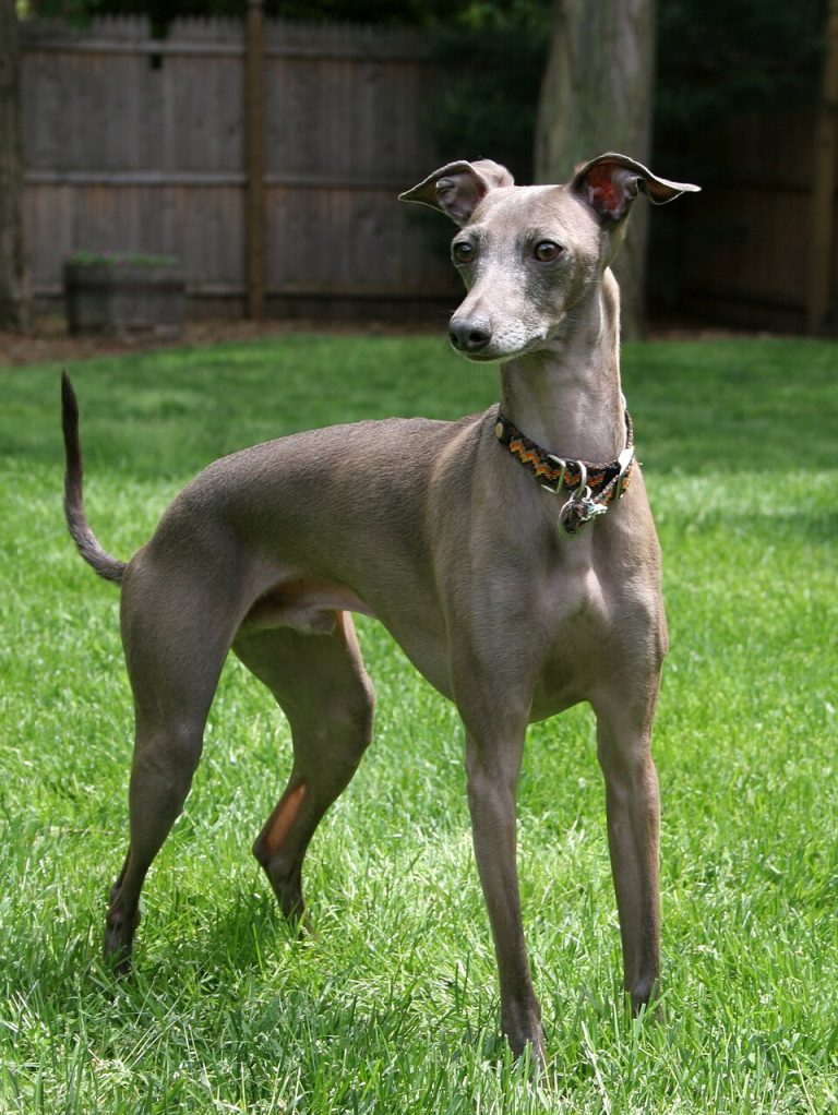 italian greyhound teeth