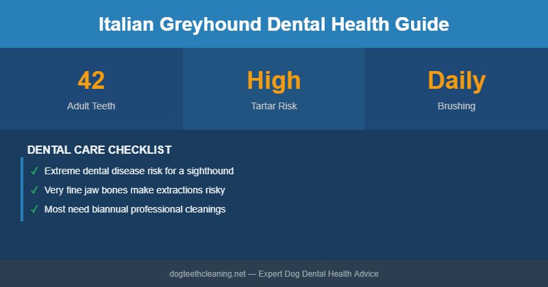 Italian Greyhound dental health infographic