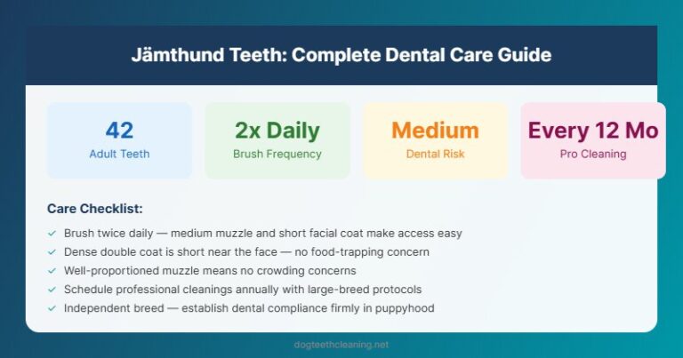 jamthund teeth dental care guide infographic