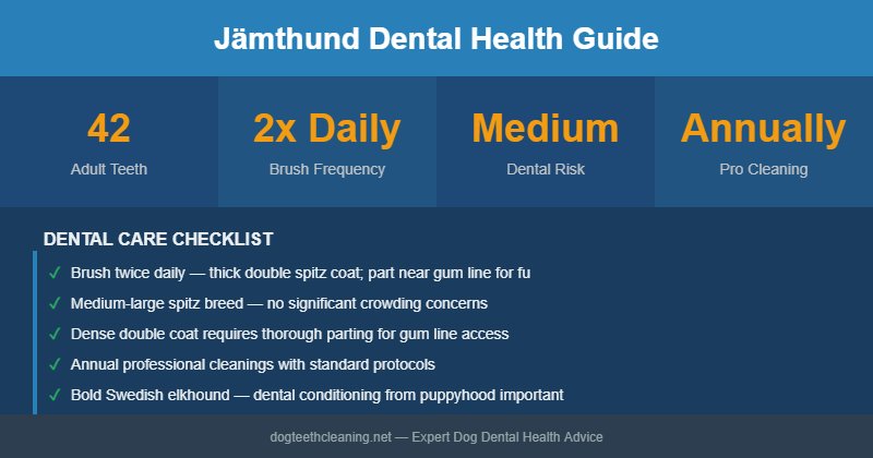 Jämthund dental health infographic
