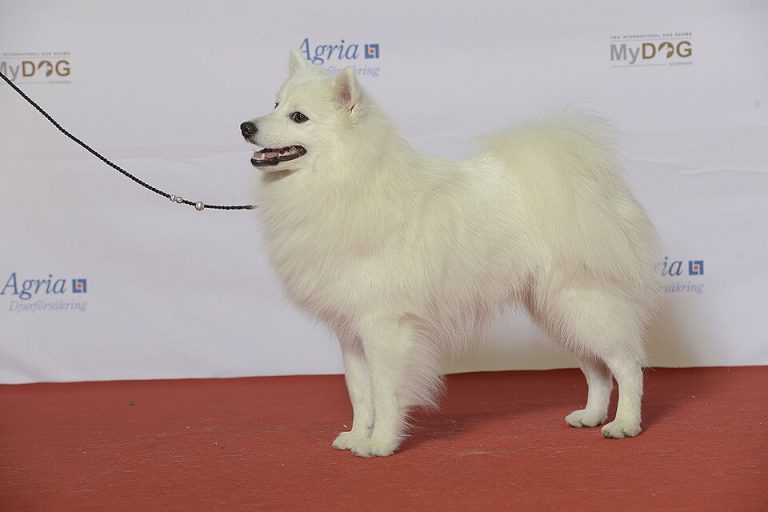 japanese spitz teeth