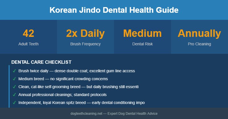 Korean Jindo dental health infographic